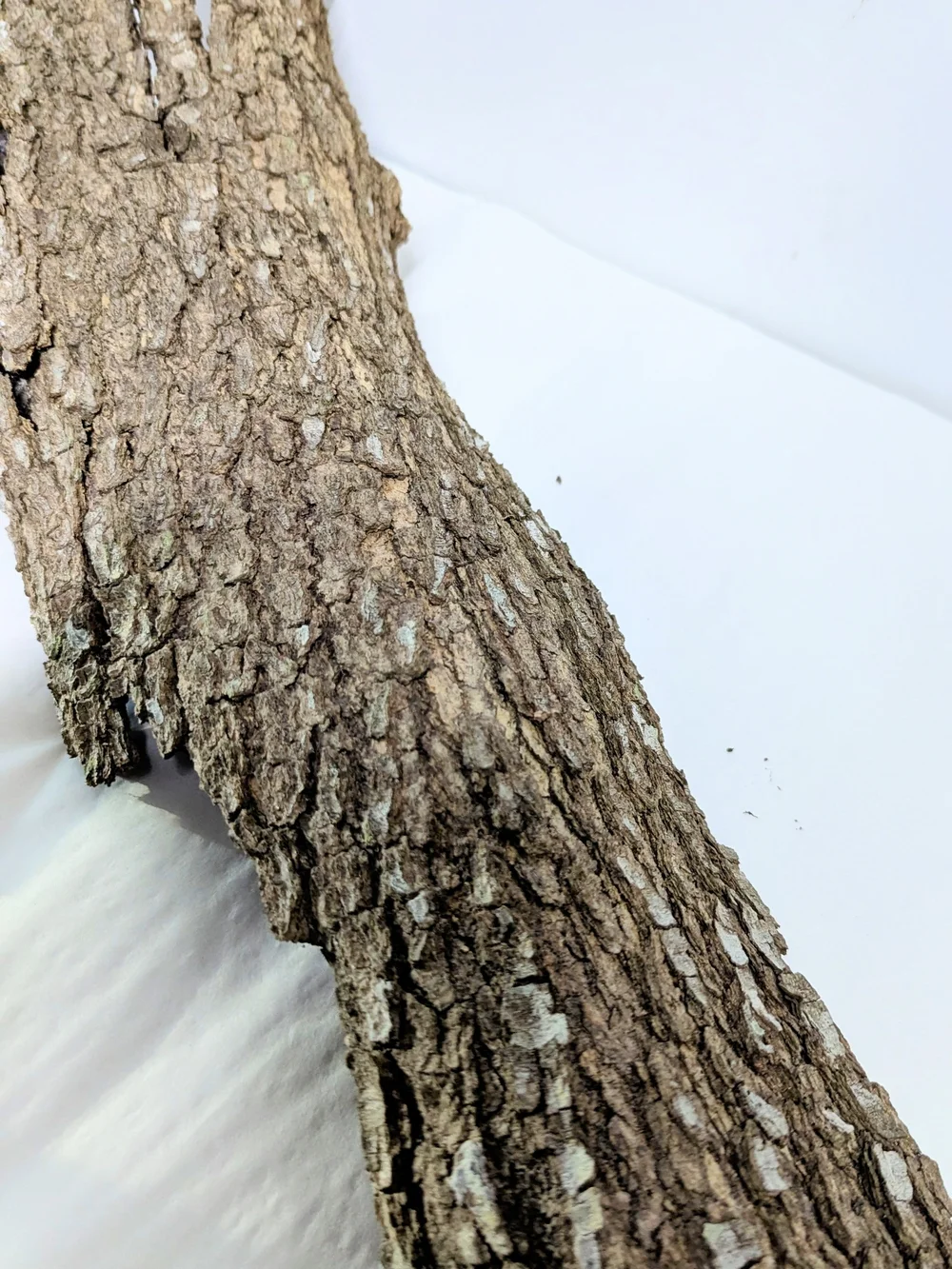 Natural Bark Hideaway for Reptile Enclosures — Brown